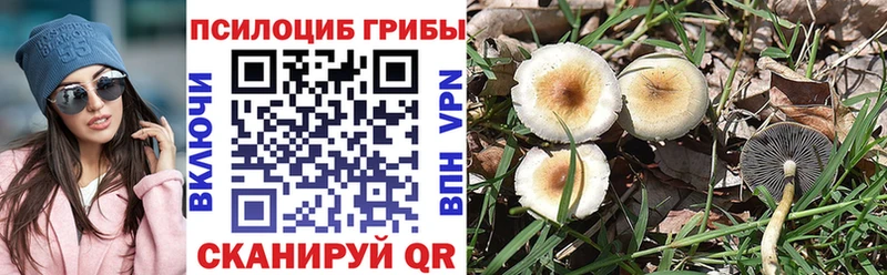 купить наркоту  Минеральные Воды  Галлюциногенные грибы Psilocybe 